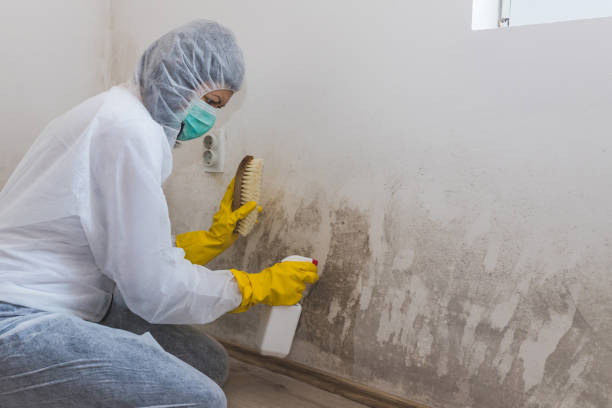 Best Residential Mold Remediation in Riverside, MO