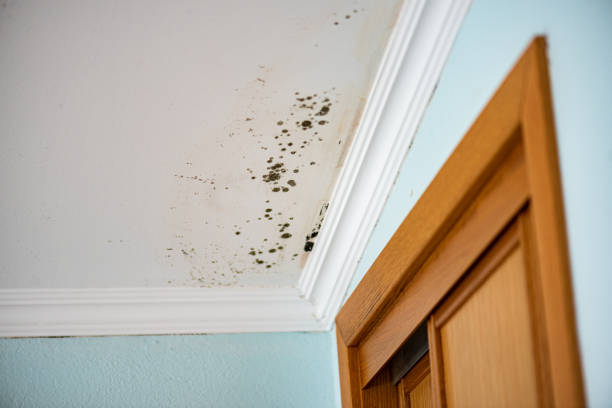 Best White Mold Remediation in Riverside, MO