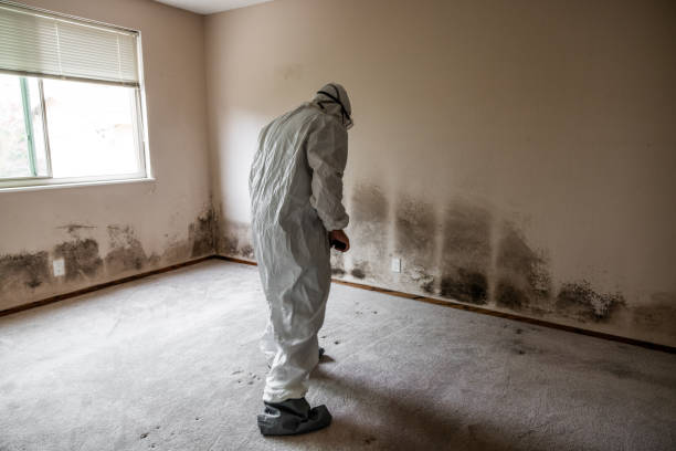 Best Mold Remediation for Schools in Riverside, MO