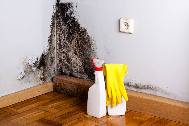 Best Basement Mold Remediation in Riverside, MO